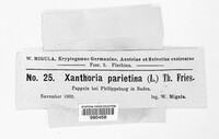 Xanthoria parietina image